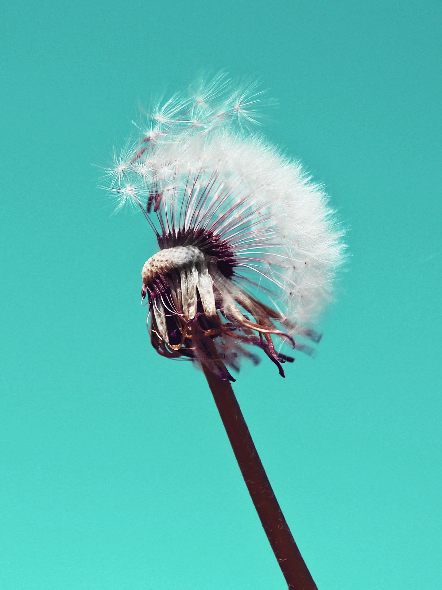 dandelion-761760_1920.jpg