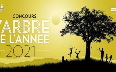 Proposez votre arbre coup de cœur !