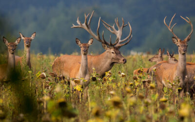 Calendrier de la Chasse